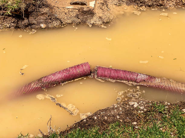 Best Mold removal after water damage  in Lochearn, MD
